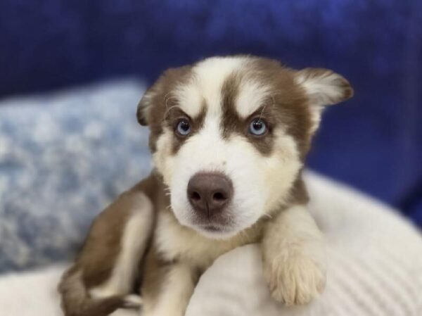 Siberian Husky - 13991 photo 4