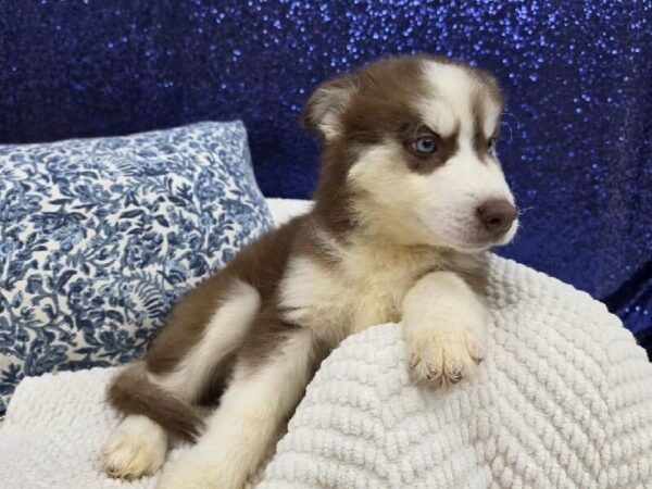 Siberian Husky - 13991 photo 5