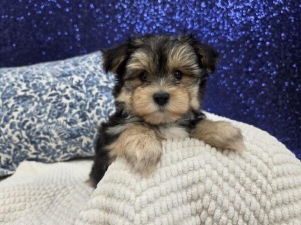 [#13999] Black / Tan Male Morkie DOG
