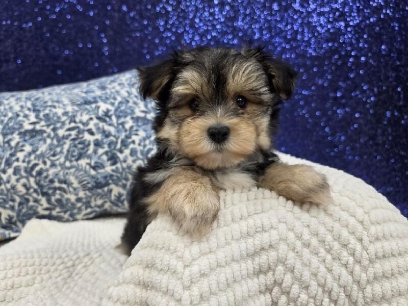 Morkie puppy at Petland Robinson, about 30 minutes from Cranberry Township, PA