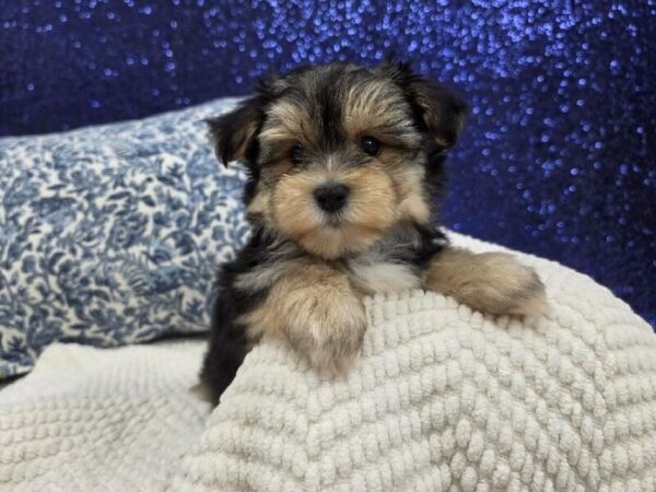 Morkie - 13999 photo 3