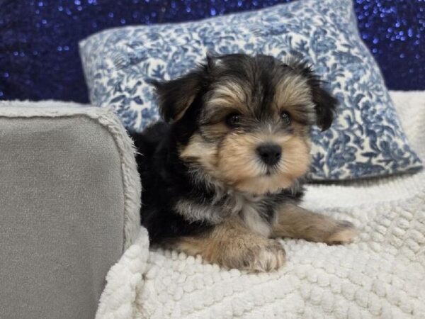 Morkie - 13999 photo 5