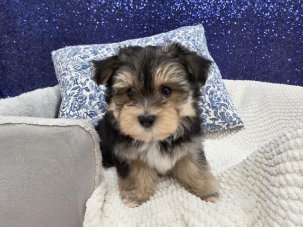 Morkie - 13999 photo 4