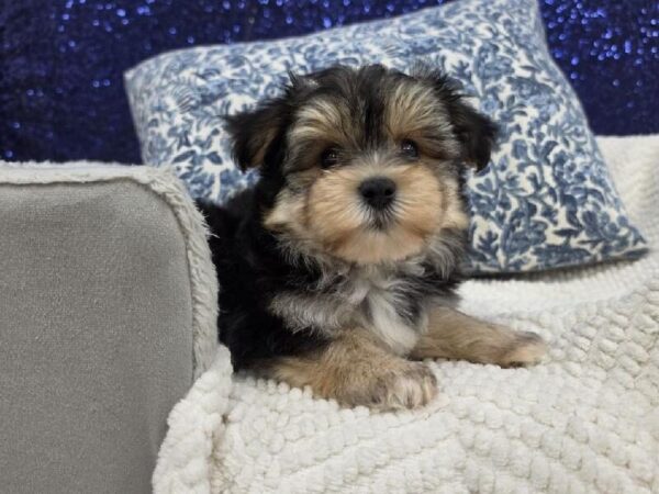 Morkie - 13999 photo 2