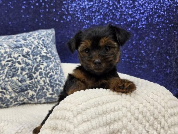 Yorkshire Terrier - 13993 photo 4