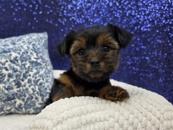 [#13993] Black / Tan Female Yorkshire Terrier DOG