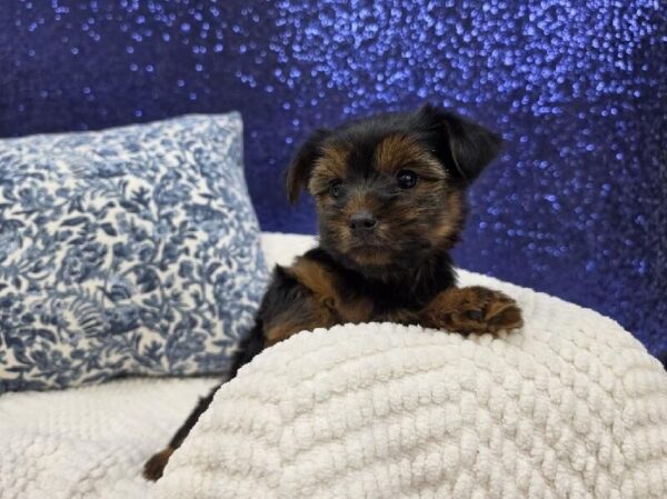 Yorkshire Terrier - 13993 photo 2
