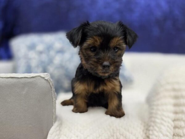Yorkshire Terrier - 13993 photo 3