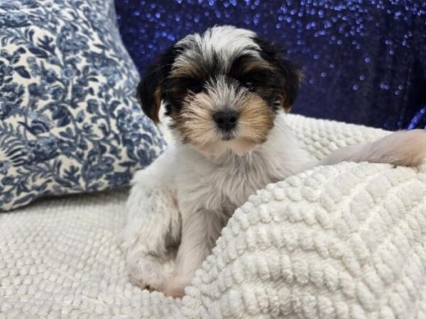 [#13995] Black / Tan Female Yorkshire Terrier DOG