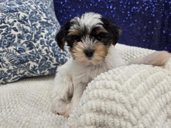Yorkshire Terrier - 13995 photo 2
