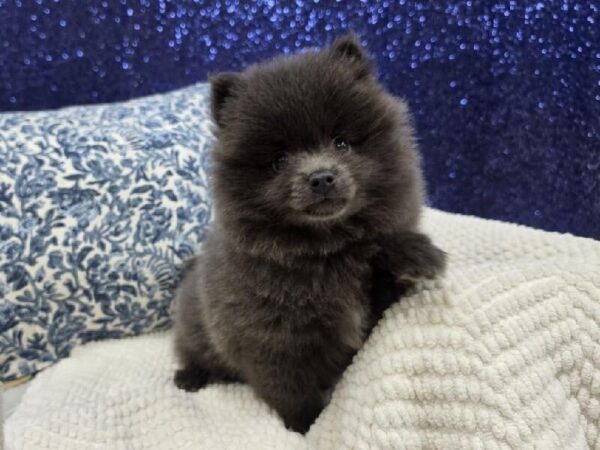 [#13987] Blue Female Pomeranian DOG