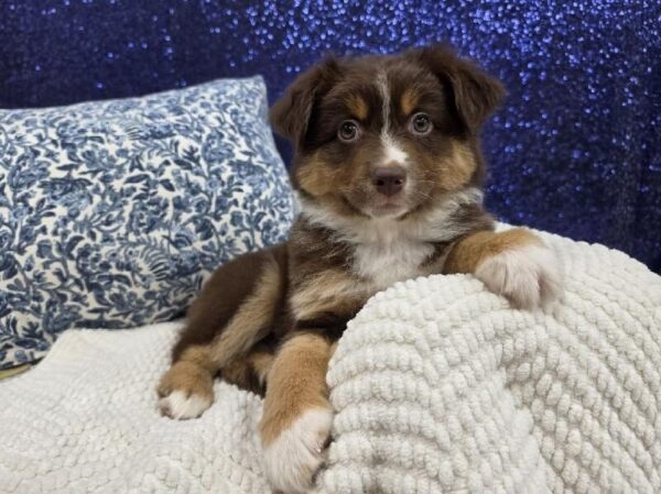 [#13998] Red Male Miniature Australian Shepherd DOG