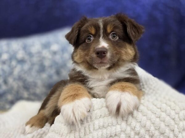 Miniature Australian Shepherd - 13998 photo 2