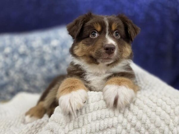 Miniature Australian Shepherd - 13998 photo 4