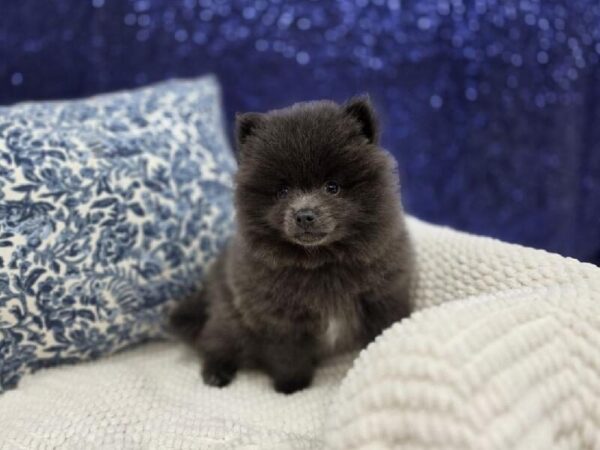 Pomeranian - 13987 photo 2