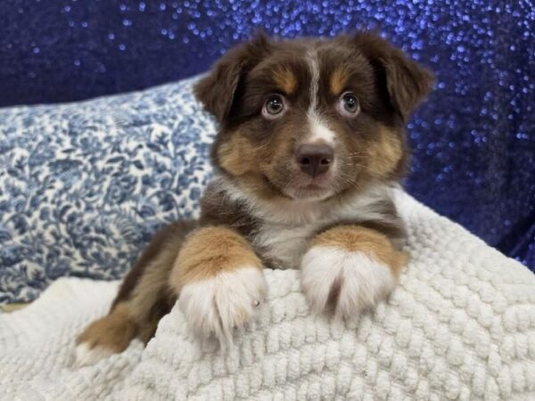 Miniature Australian Shepherd photo 5