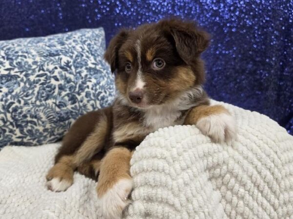 Miniature Australian Shepherd - 13998 photo 3