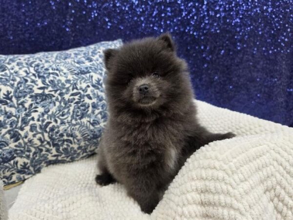 Pomeranian - 13987 photo 4