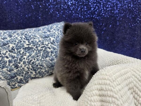Pomeranian - 13987 photo 6