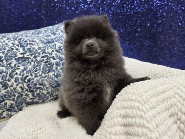 Pomeranian - 13987 photo 7