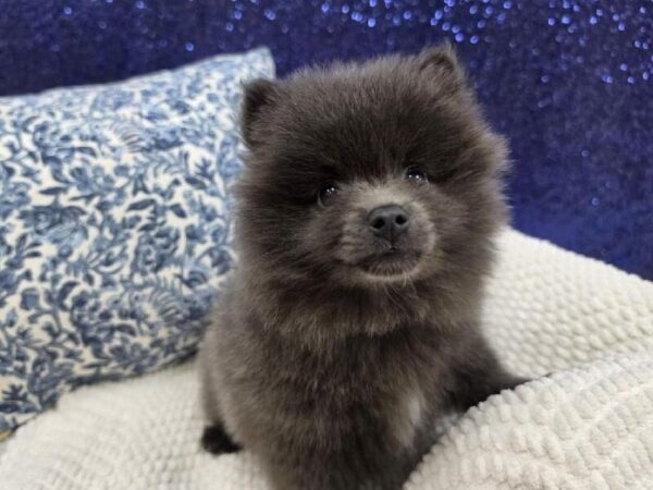 Pomeranian - 13987 photo 8