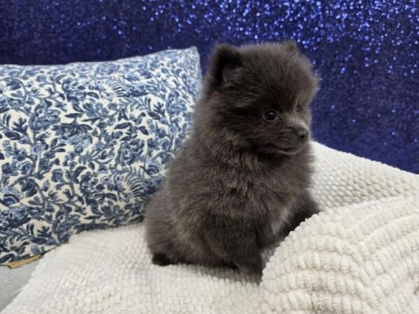 Pomeranian - 13987 photo 5