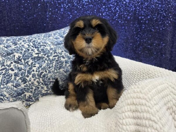 Mini Bernedoodle 2nd Gen photo 3