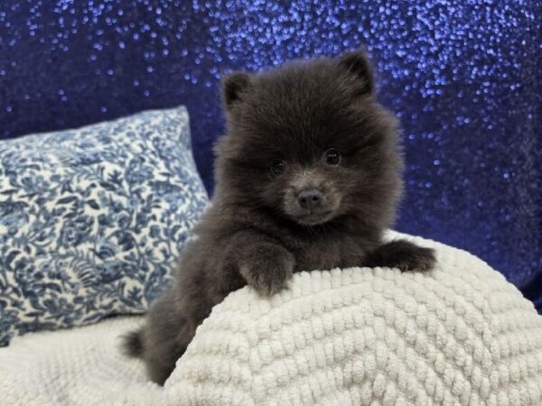 Pomeranian - 13987 photo 3