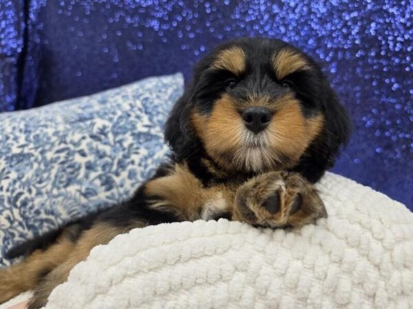 Mini Bernedoodle 2nd Gen - 13996 photo 2