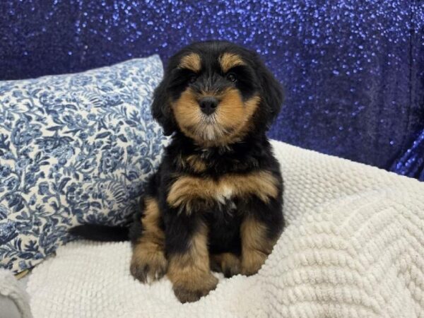 [#13996] Black White / Tan Female Mini Bernedoodle 2nd Gen DOG