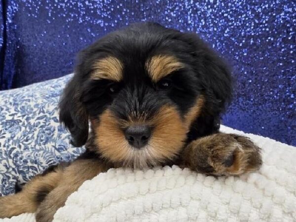 Mini Bernedoodle 2nd Gen - 13996 photo 4