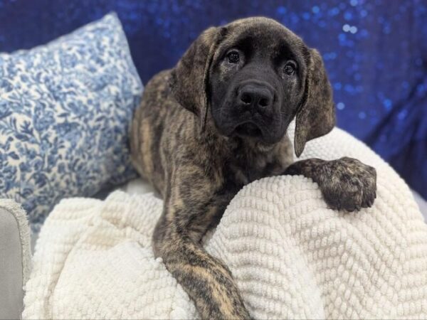 [#14005] Brindle Female English Mastiff DOG