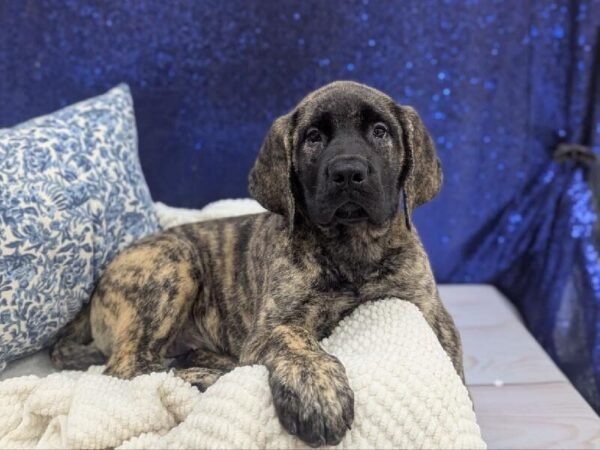 English Mastiff - 14005 photo 2