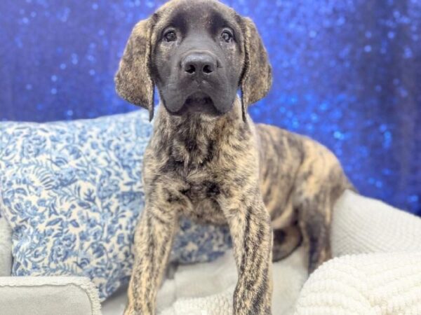 English Mastiff - 14005 photo 3