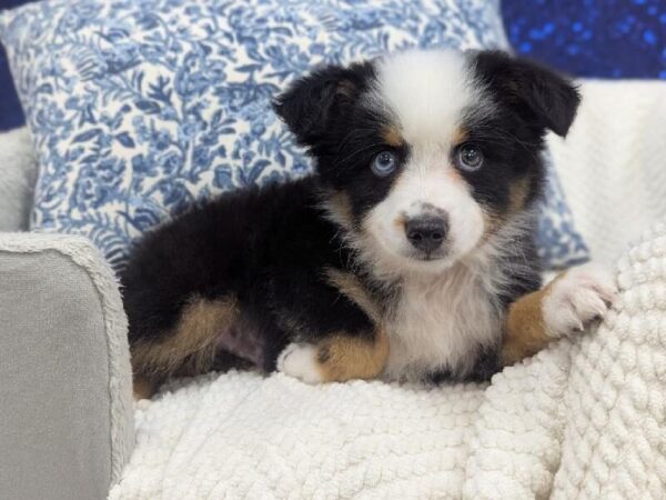 [#14006] Black White and Tan Male Miniature American Shepherd DOG