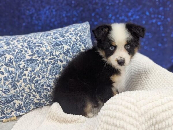 Miniature American Shepherd - 14006 photo 2