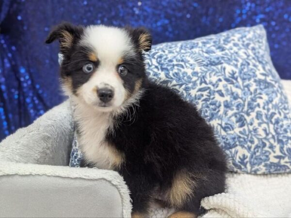 Miniature American Shepherd - 14006 photo 3