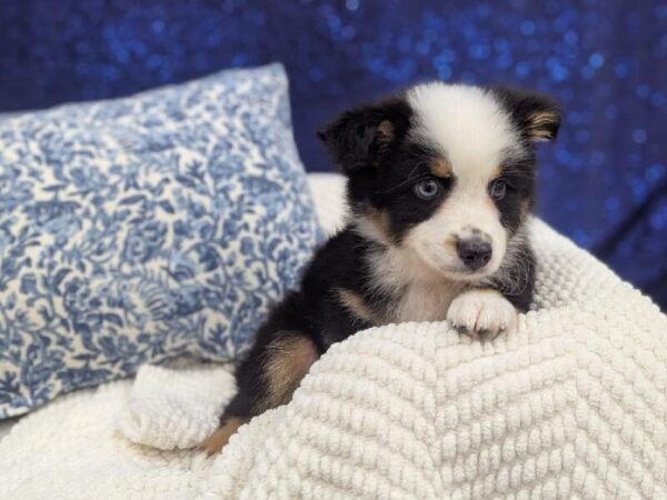 Miniature American Shepherd - 14006 photo 4