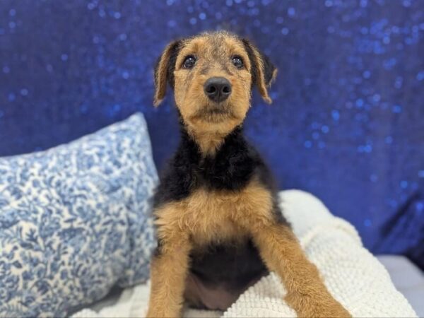 [#14007] Black and Tan Female Airedale Terrier DOG
