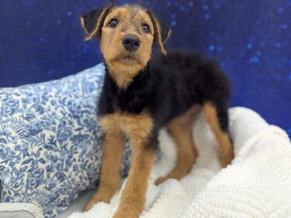 Airedale Terrier - 14007 photo 2