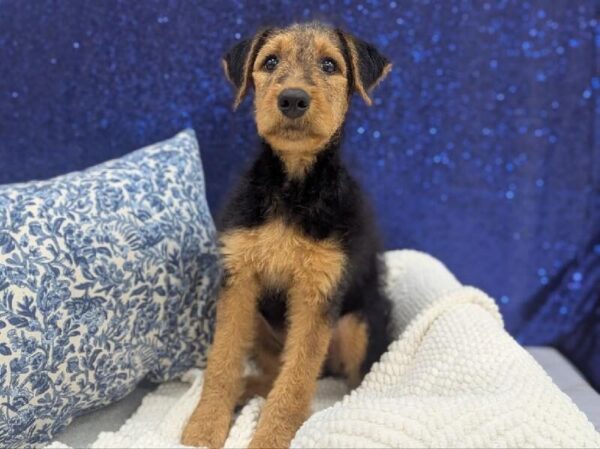 Airedale Terrier - 14007 photo 3