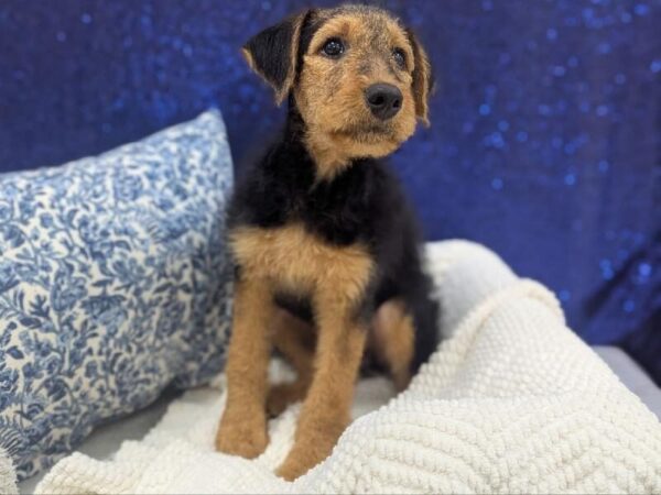 Airedale Terrier - 14007 photo 4