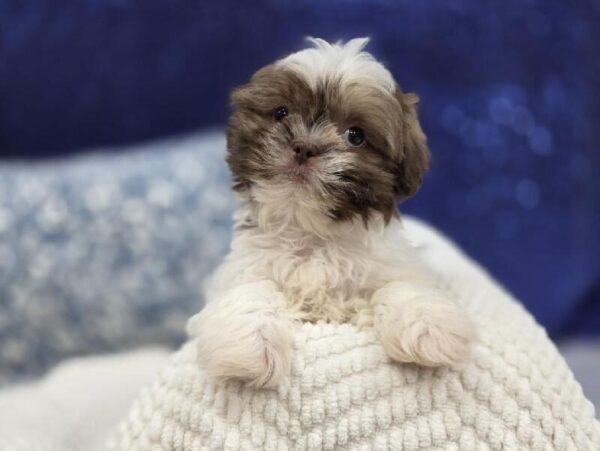 [#14009] Red / White Female Teddy Bear DOG