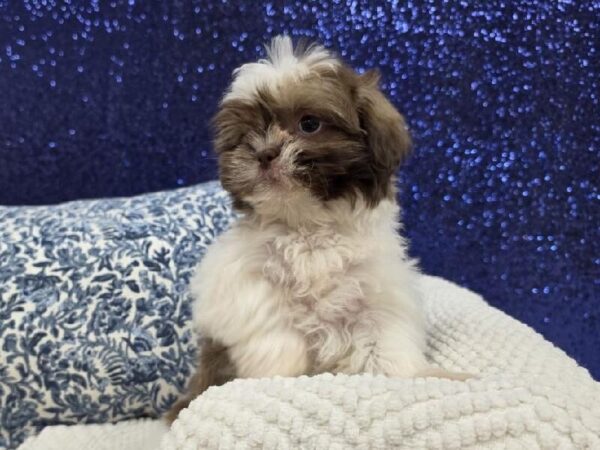 Teddy Bear - 14009 photo 3