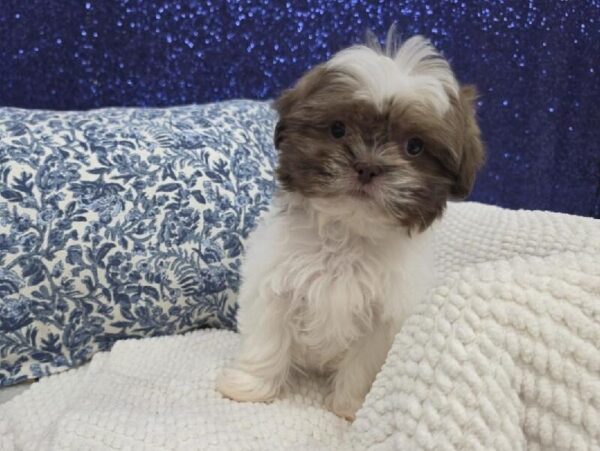 Teddy Bear - 14009 photo 5