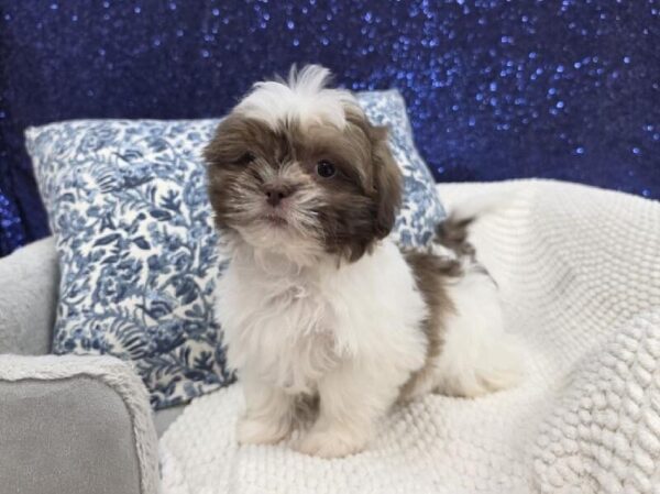 Teddy Bear - 14009 photo 2