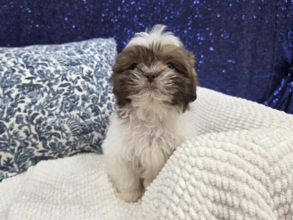 Teddy Bear - 14009 photo 6