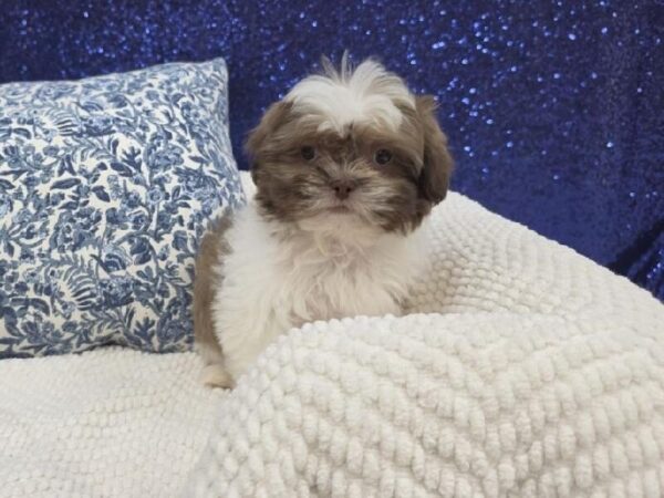 Teddy Bear - 14009 photo 7