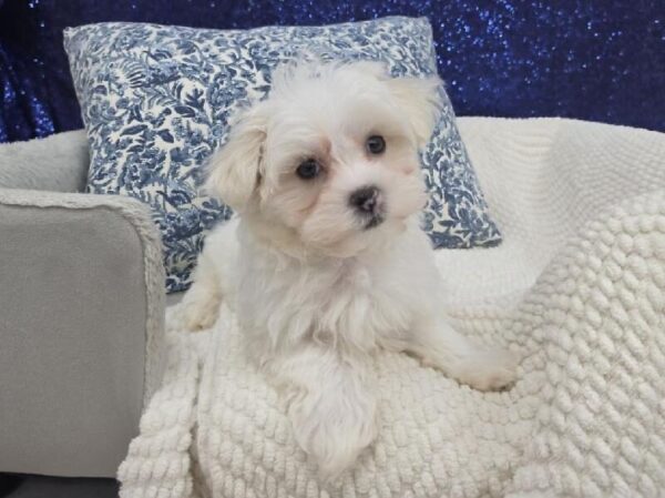 [#14015] White Male Maltese DOG