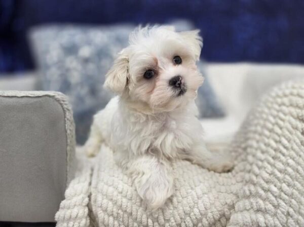 Maltese - 14015 photo 5